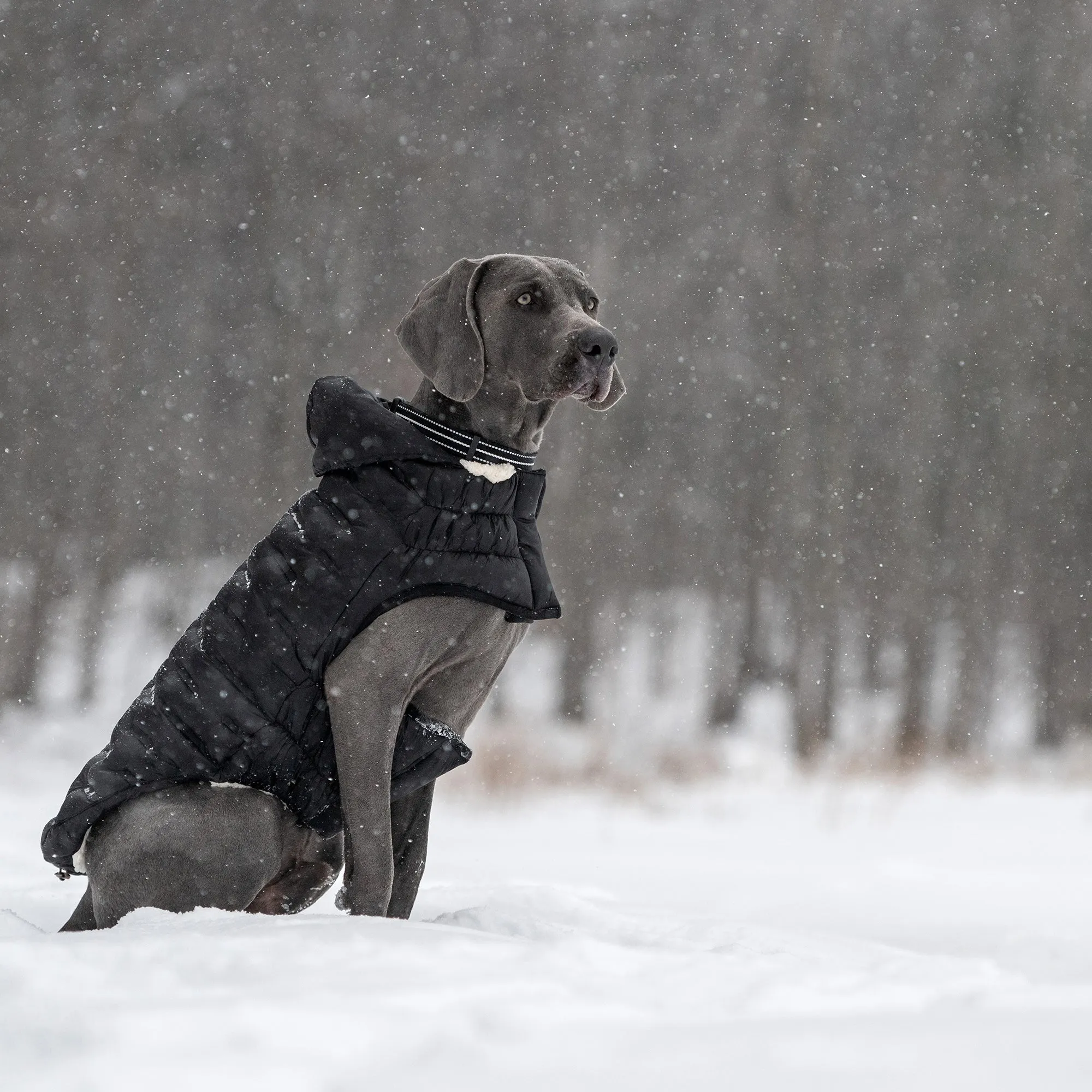 Cloud Dog Parka | Black