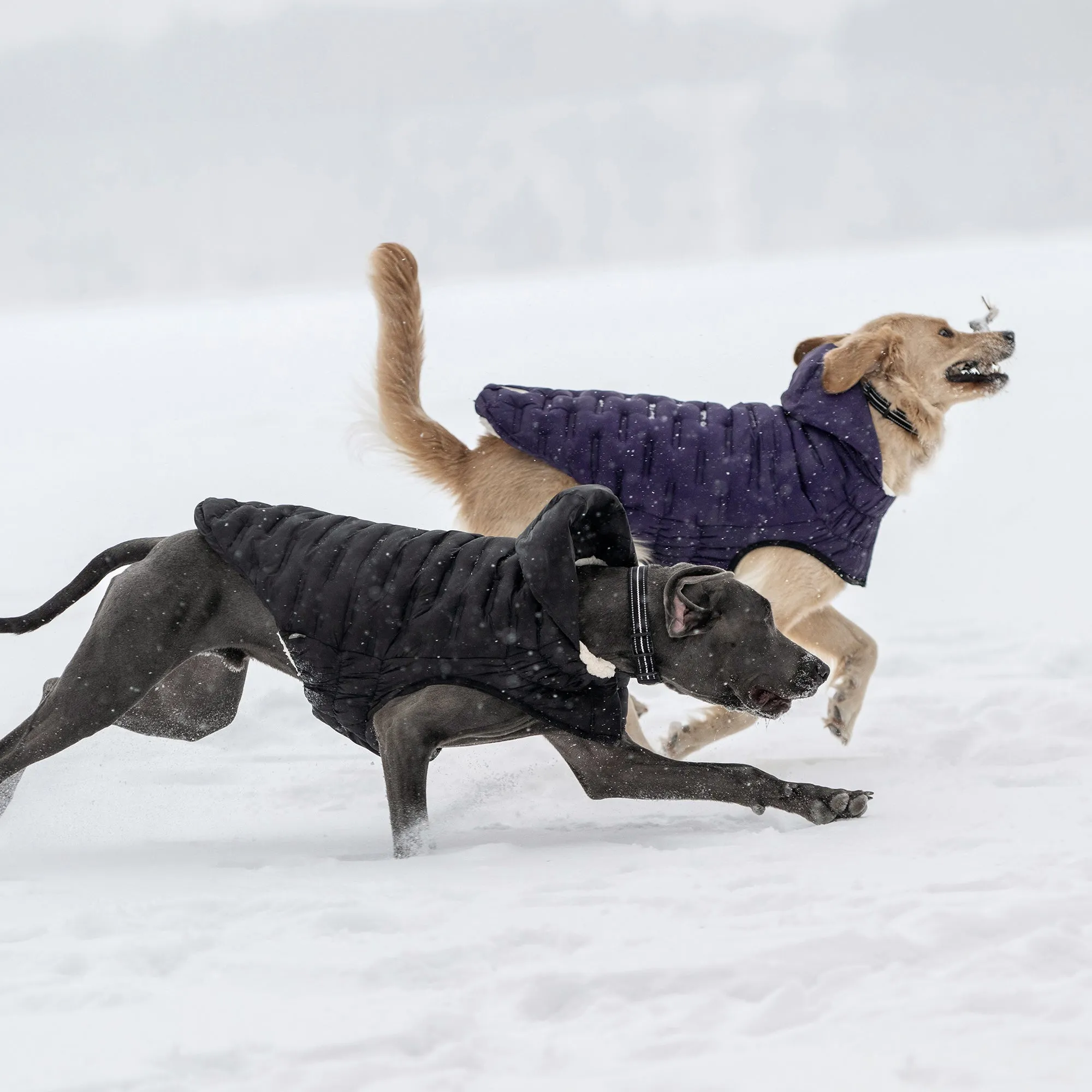 Cloud Dog Parka | Black