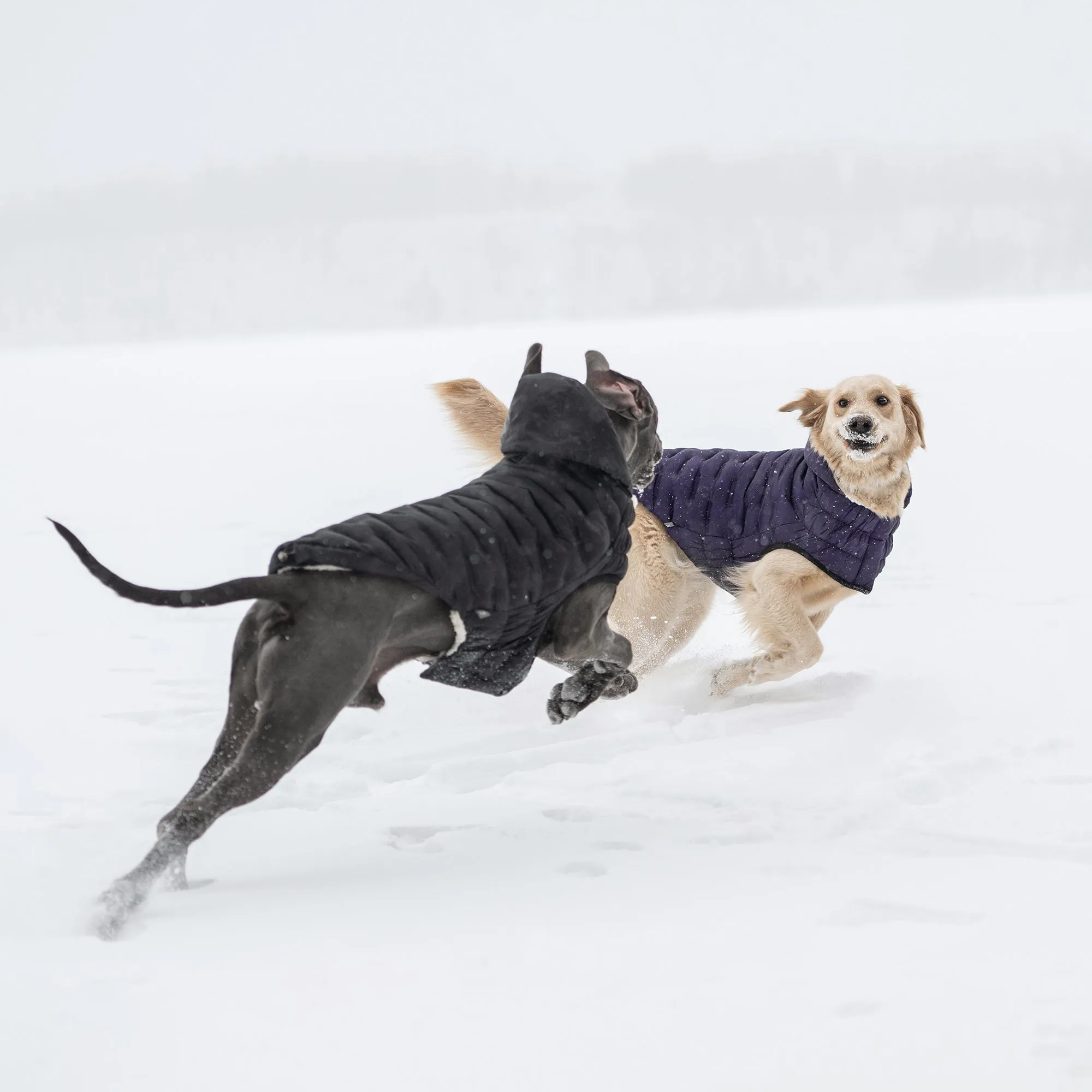 Cloud Dog Parka | Black
