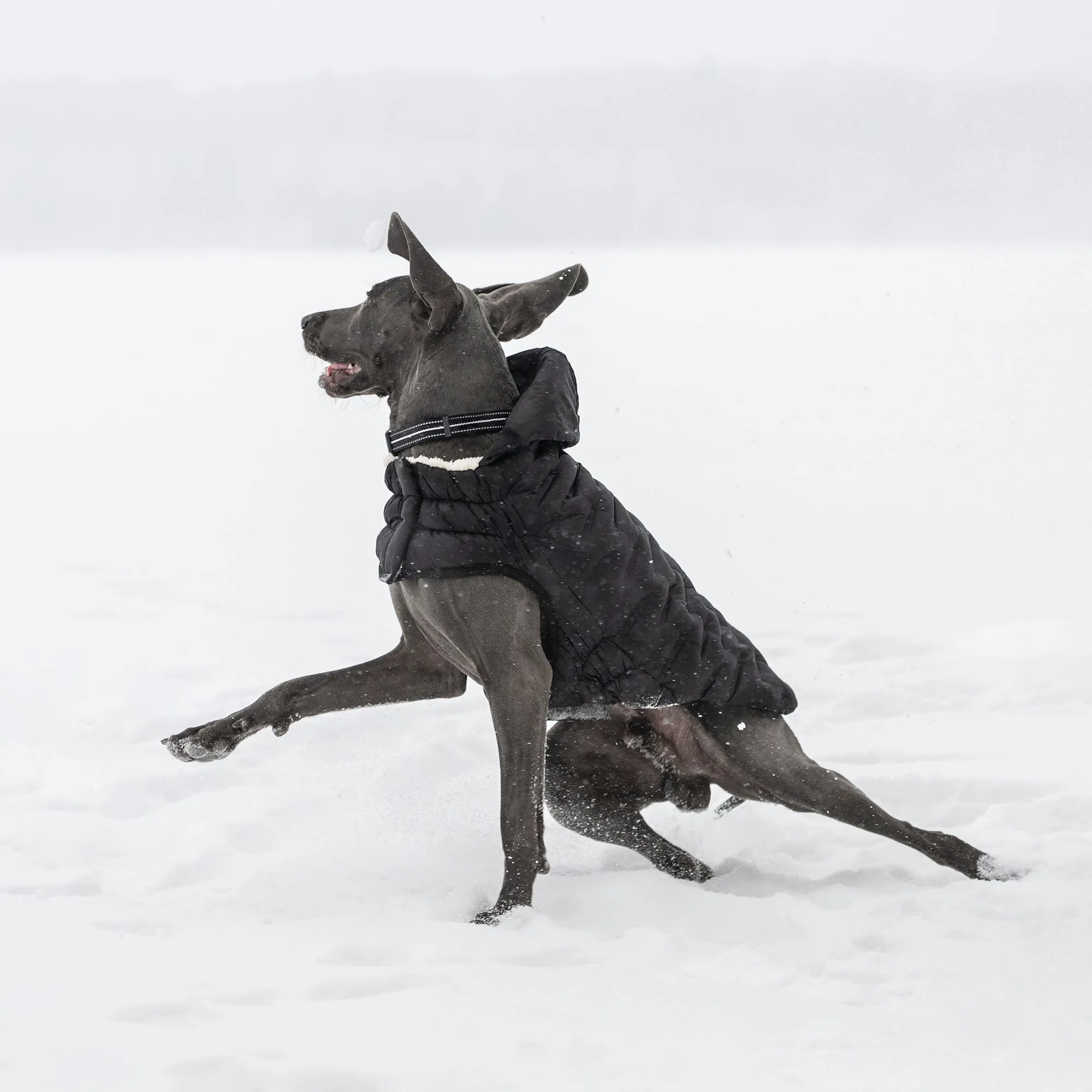 Cloud Dog Parka | Black