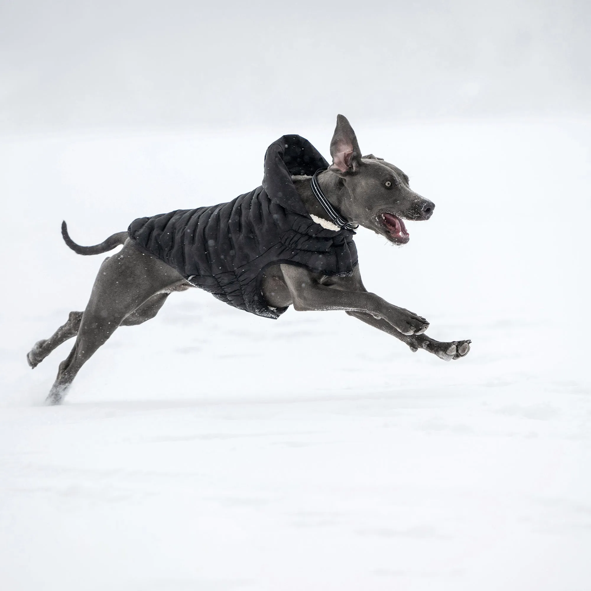 Cloud Dog Parka | Black